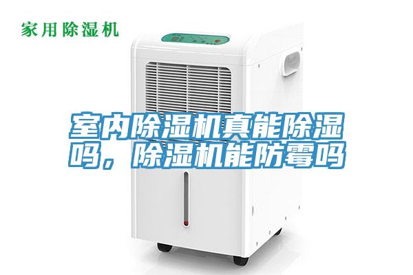 室內榴莲视频官网APP真能除濕嗎，榴莲视频官网APP能防黴嗎