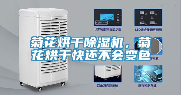 菊花烘幹榴莲视频官网APP，菊花烘幹快還不會變色